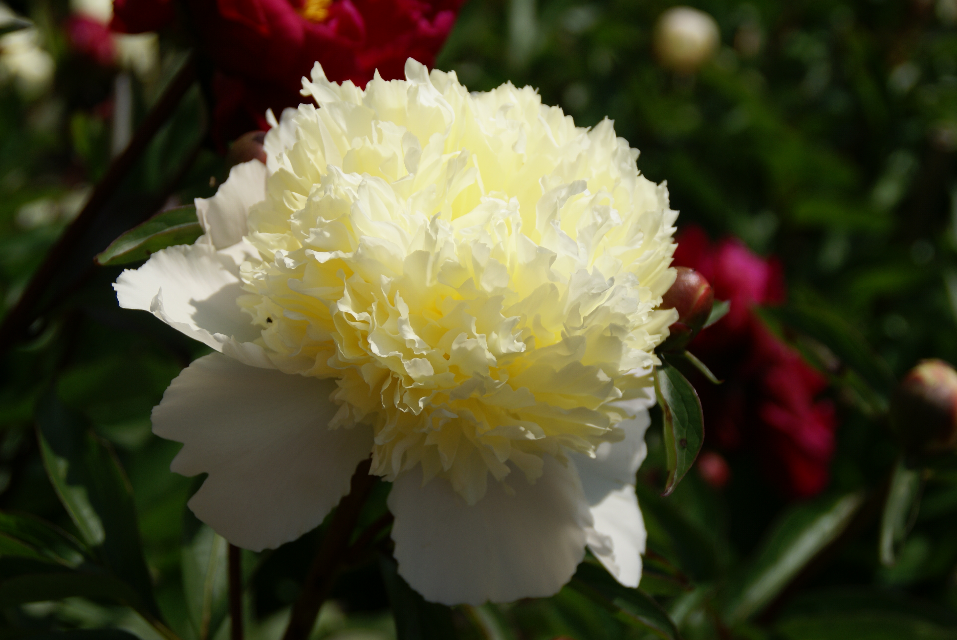 Paeonia lactiflora 'Laura Dessert'